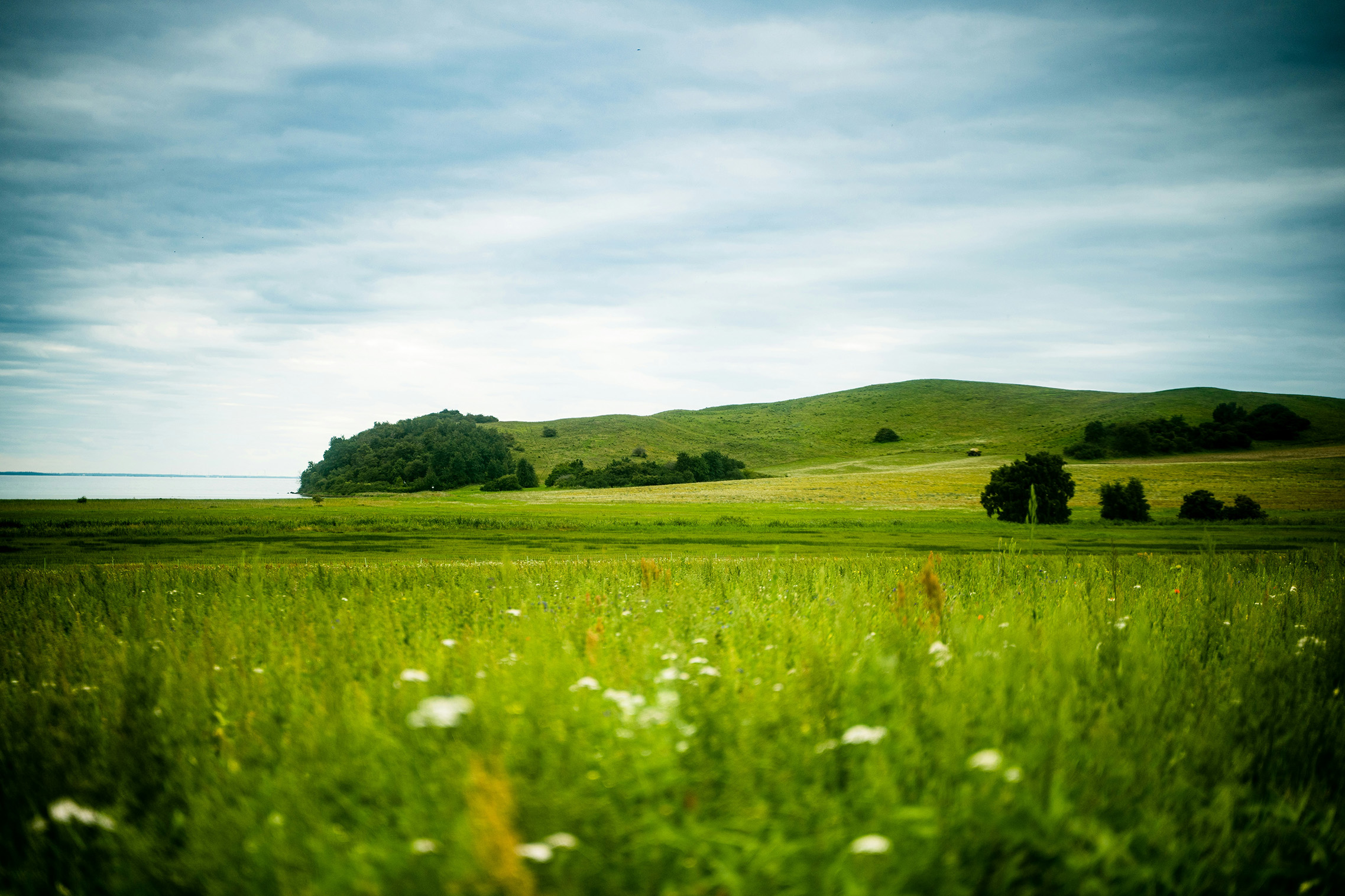 Open grassland running down to a wooded coastline